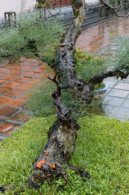 Hué-Pagode de la Dame Céleste-019